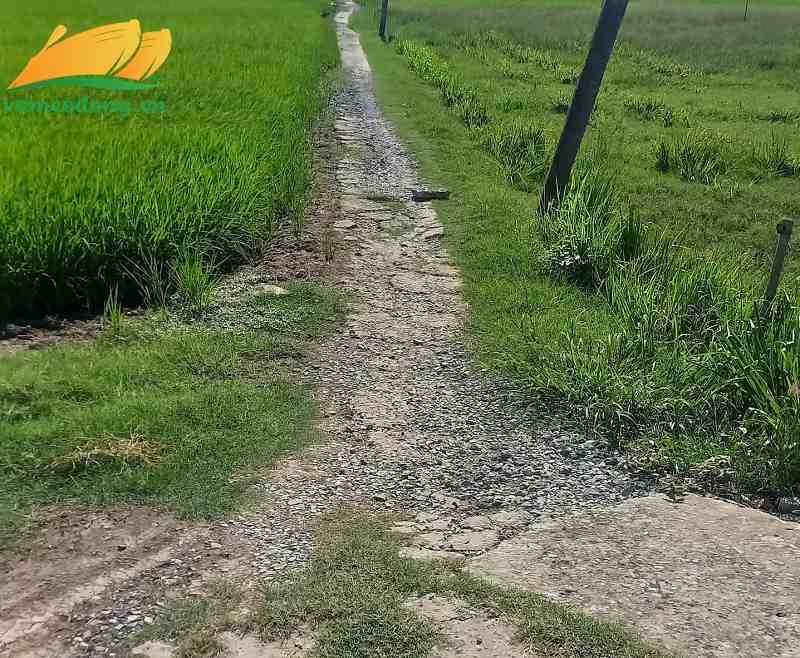 27.396.01 3611m2 đất lúa đường đan xe máy